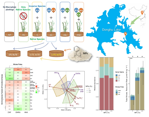 Analysis of the impact of microplastics and invasive plant diversity on nitrate dissimilatory reduction in Wuhan Botanical Garden