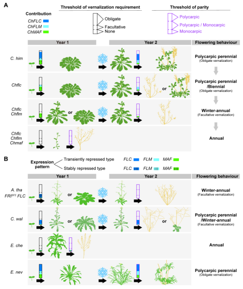 Scientists achieve the free transformation of perennial and annual living habits of cruciferous plants